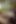 Anal Predicament (fingered in the Woods)