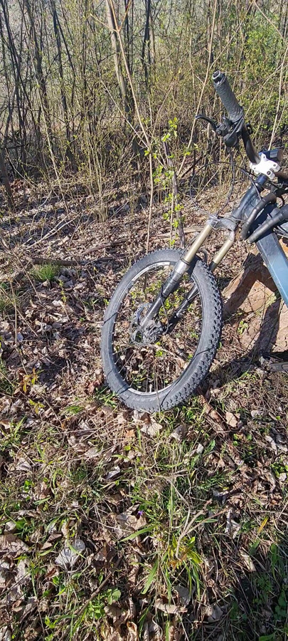 Rabo apontando na floresta