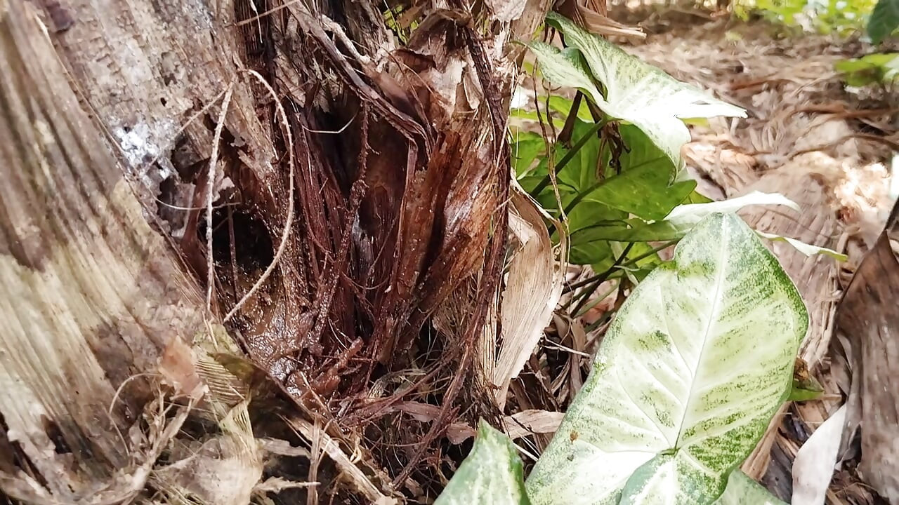 Banana Tree with a Dirt Dildo