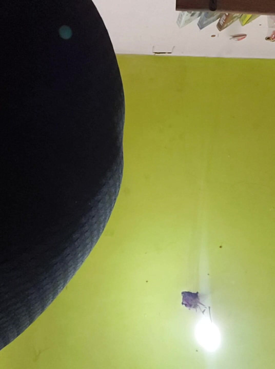 Kamu mau ngentot dia nggak?