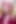 Bimbofication Lipsnosis Sissy Slave JOI Lipstick