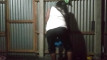 Pratinjau video