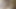 Fuckpig sakso çekmekte zorlıyor