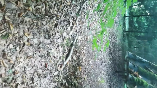 Im Wald geil Gefickt...