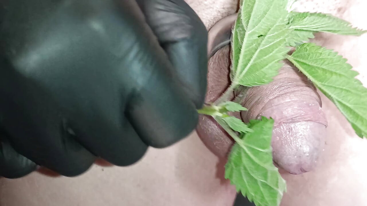 Nettle