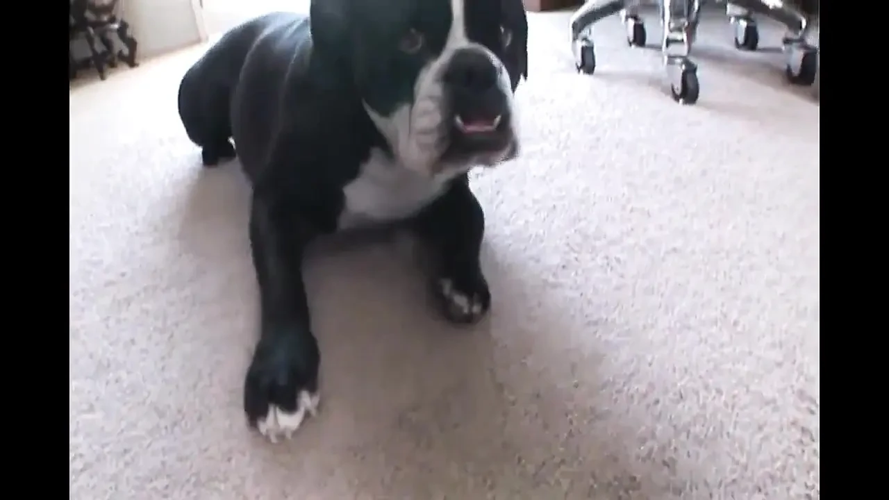 Michelle Mclaren - black,african