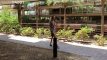 Video pregled