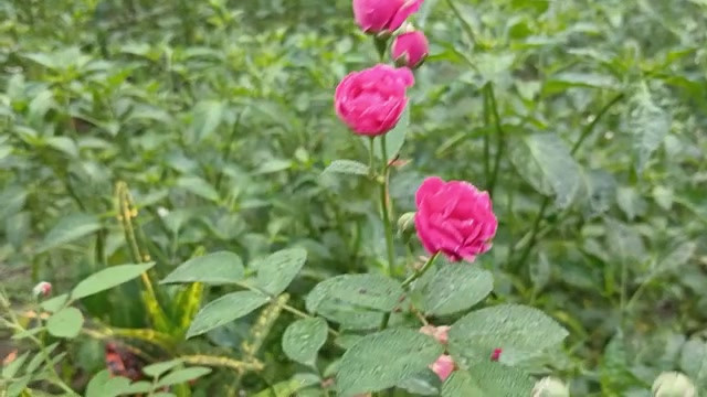 农村热辣男孩和女孩性爱故事孟加拉语