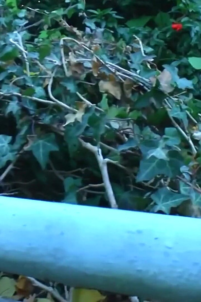 Due troie mature scopano un grosso cazzo fino all'orgasmo