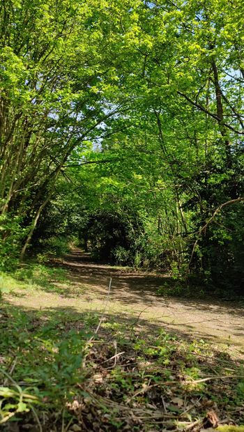 Maidstonenakedman περπατά γυμνός στο δάσος Bluebell Hill μέρος 2