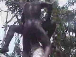 Африканка трахается на дереве в любительском видео