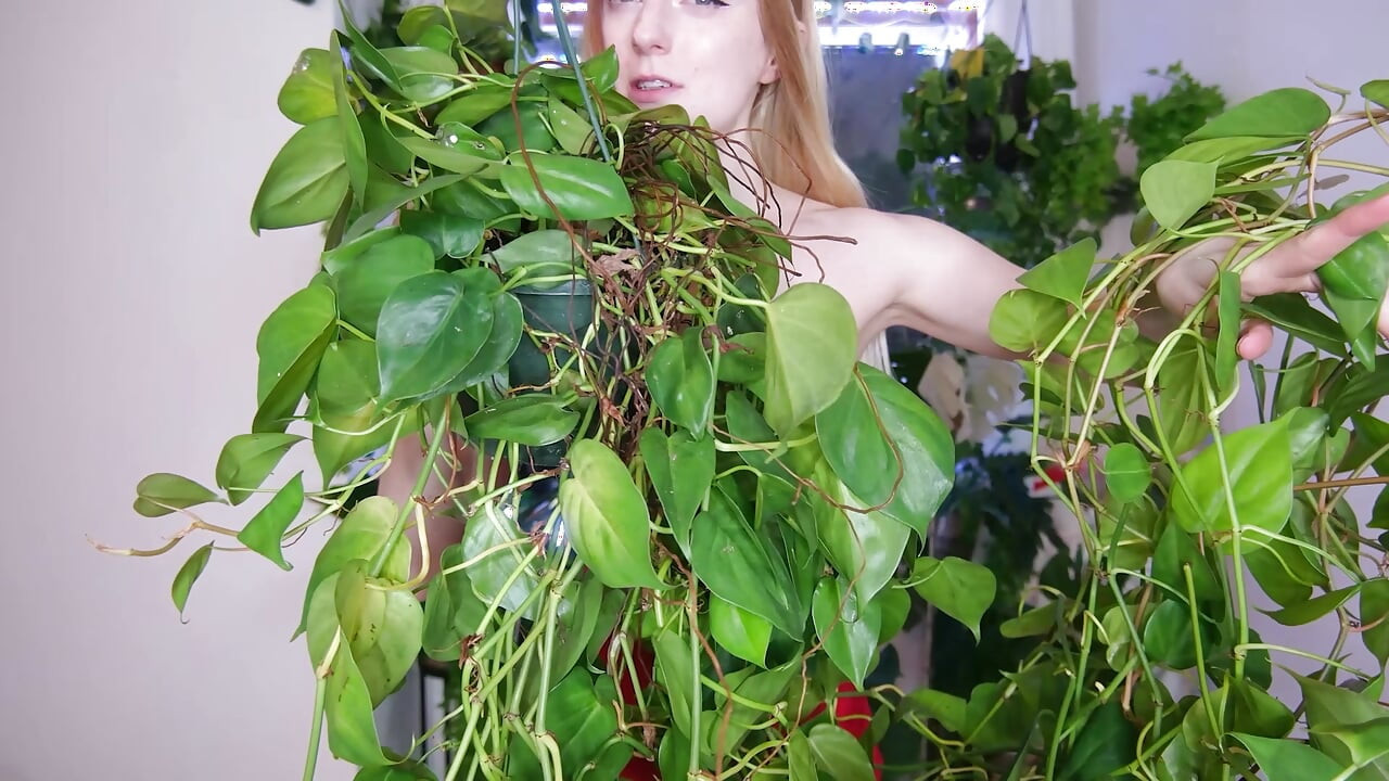 Die pflanzen, die ich zu weihnachten bekam