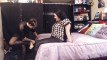 Pratinjau video