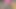 いとこのピンクのバラのロザリア