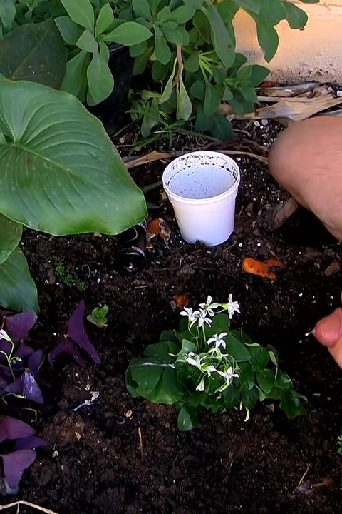 Giving the Plants Some Protein