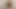 毛サラスターにホワイトボックス