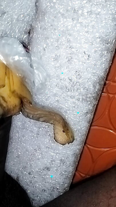 Bhabhi กล่าวว่า, ใส่ 15 นิ้วหนาจากด้านหลัง, desi bhabhi สุดฮอต