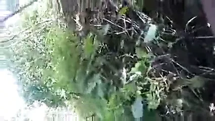 Indian Desi girlfriend Fucking her Lover in the Forest