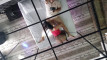 Pregled videozapisa