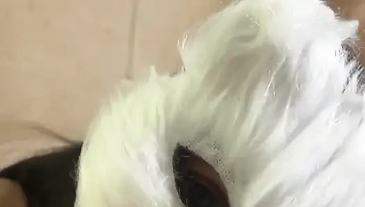 Bugün süt isteyen yaramaz bir kedi yavrusuyum