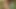 Dirty old man Suckin Cock in the woods
