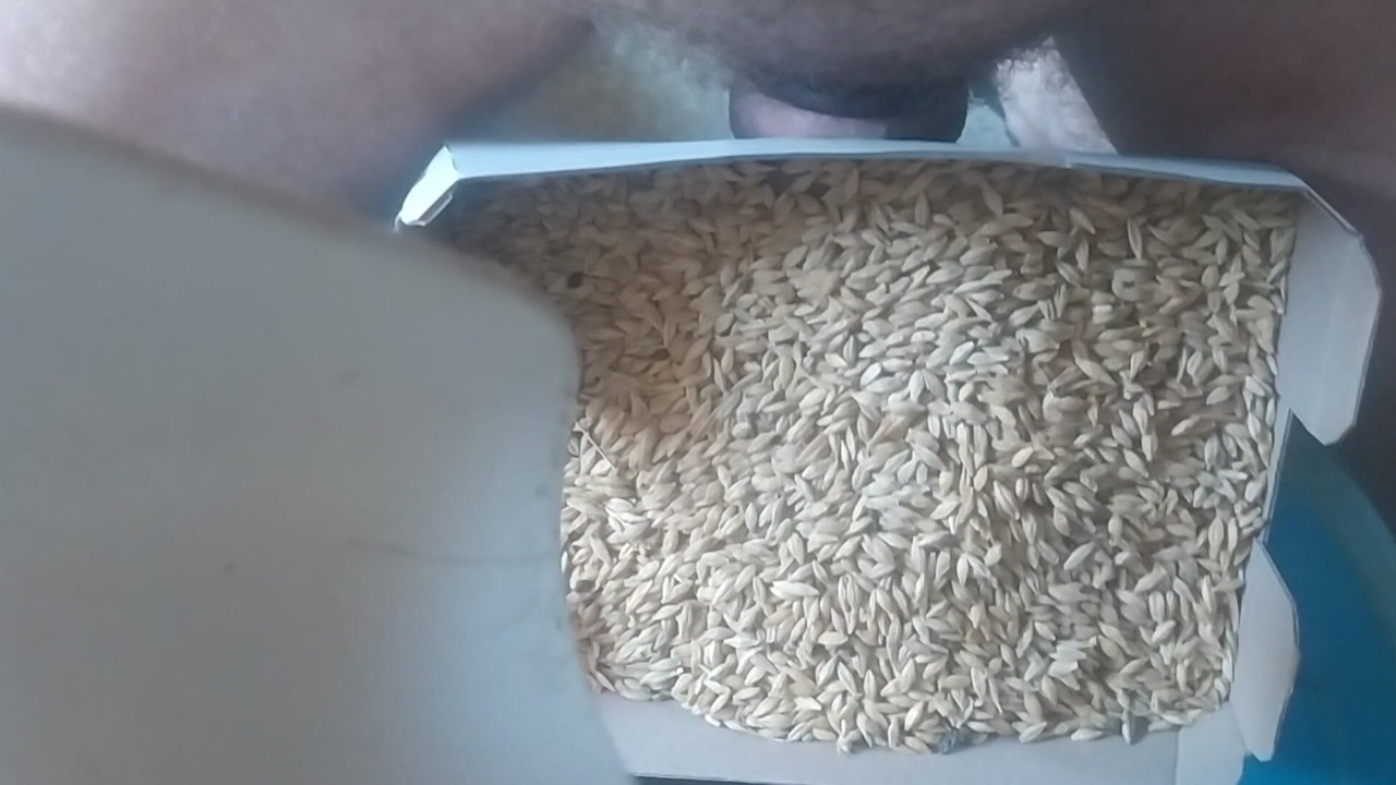 Fucking in the Wheat