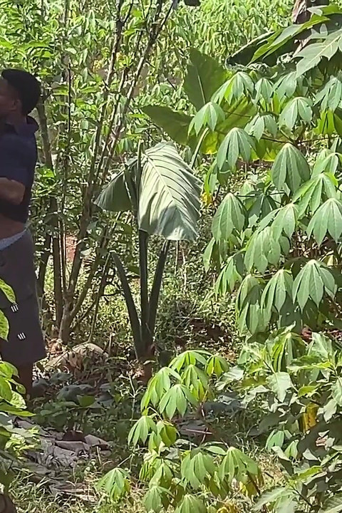 Jadi Cepat jadi tiada siapa yang akan menangkap kami (di sebalik tabir)