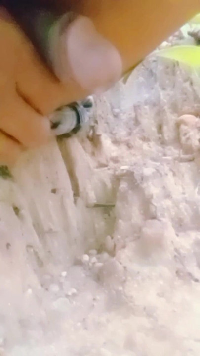 Pillo koi meri lund suco