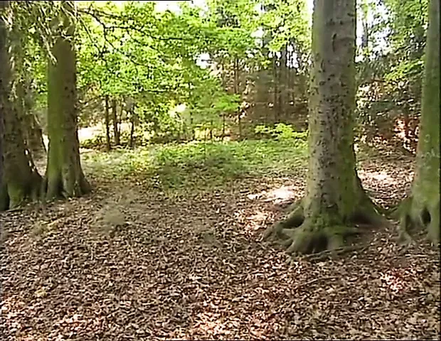 MMMF - 3 Guys on 1 Hot Girl in the Woods