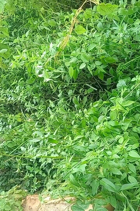 Nepali Jungle Vloge Sali Vena Sex Video