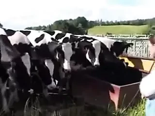 Lactation In Bavaria