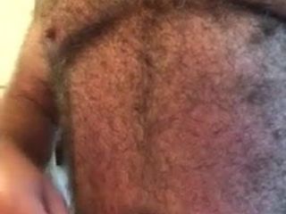 Oso plateado mayor hirsuto barbudo peina su grueso pelaje gris
