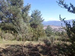 Marcher dans la forêt et jouir