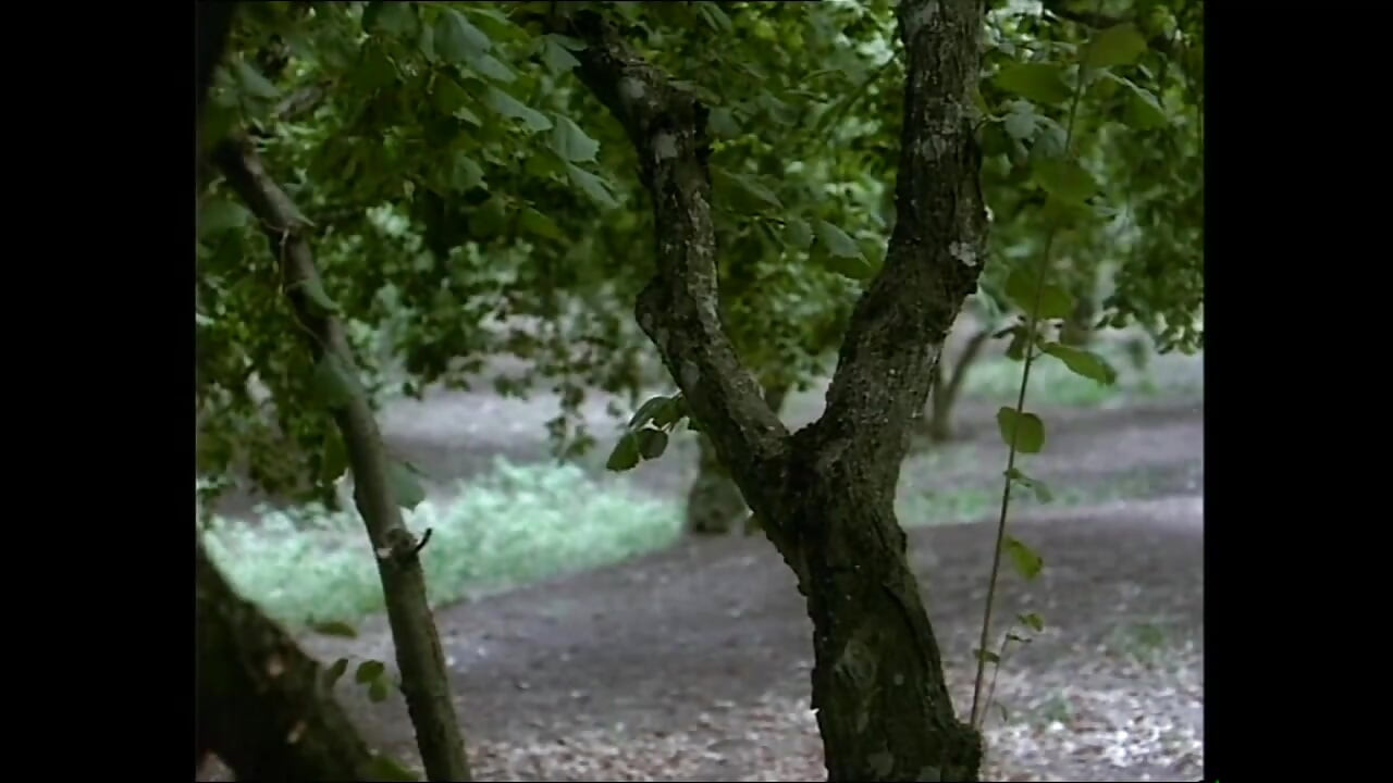 Zadirkivanje kurca
