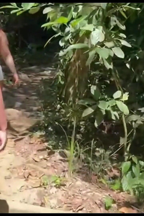 Sentier désert avec les deux brunes au gros cul