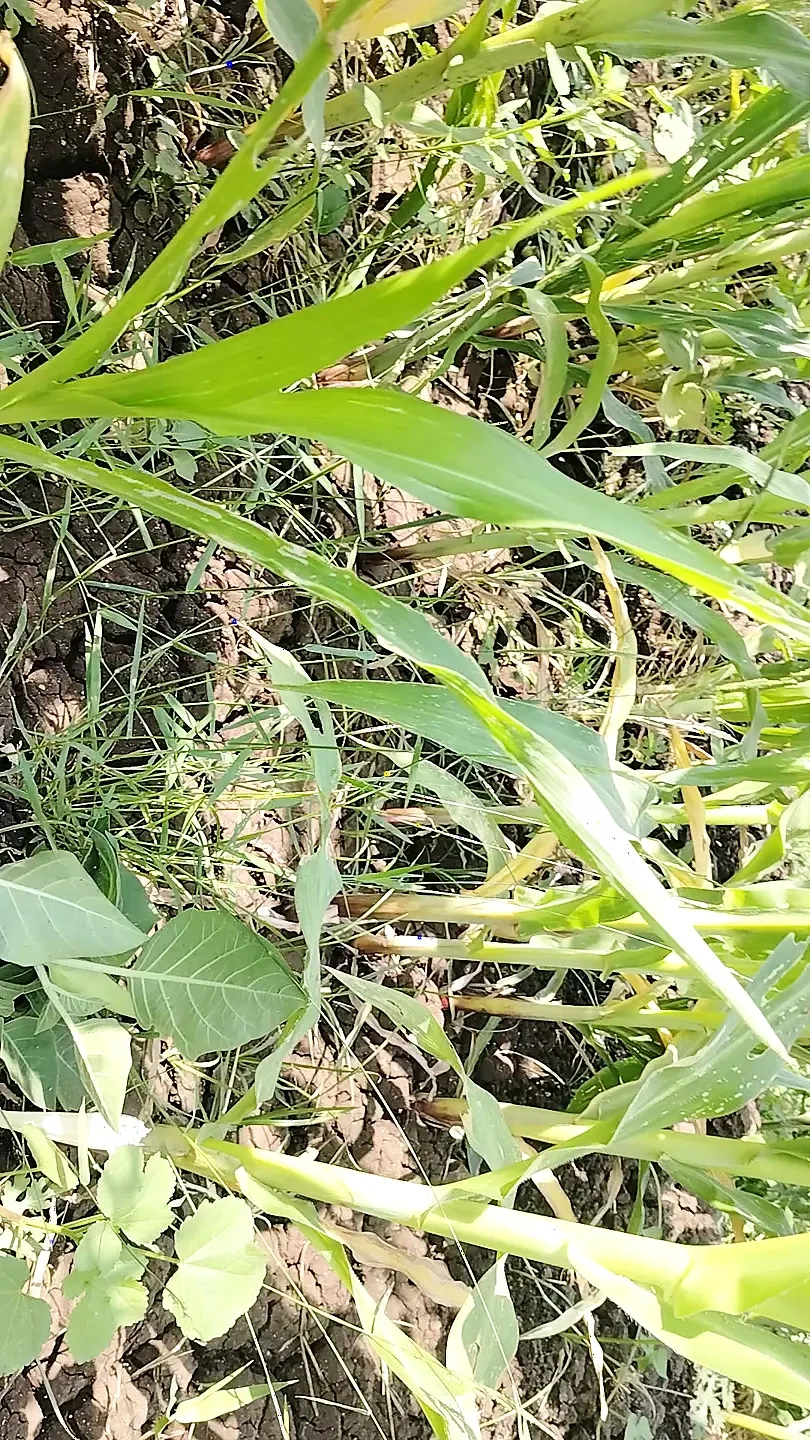 Indiai falusi ember ♂️