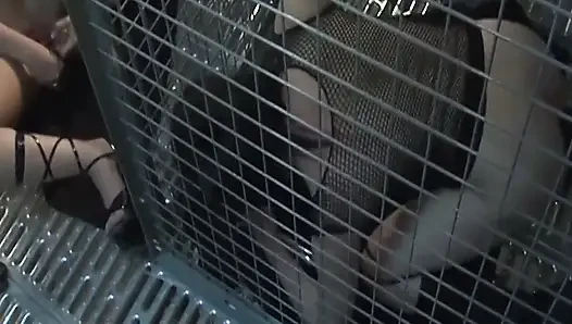 Caged Lesbian Sluts Dildo Drilling Dripping Pussies