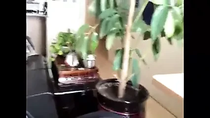 Пой лам студентка снова