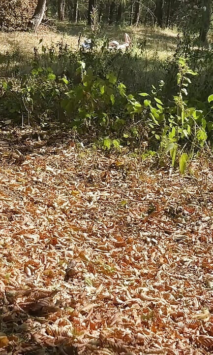 Cumshot flash for a girl tanning at the sun