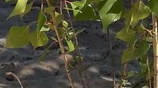 Spiaggia lampeggiante 2