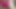 For Fan Club Playing in Wet Pink Bikini Bottoms