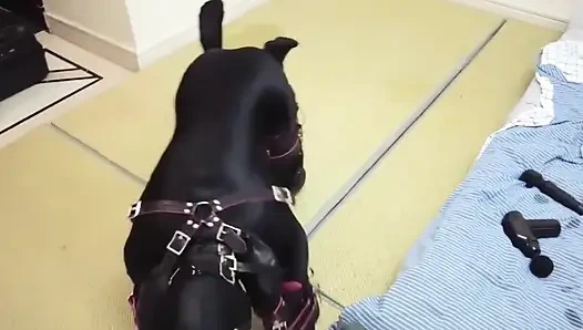 Mz08 - связанная в латексном костюме достигает кульминации