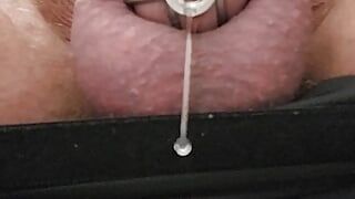 Muito precum estim e pequena castidade