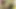 Cewek seksi rambut pirang nggak sabar dientot sama kontol ngacengnya