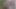 Soft mushroom tipped cock pissing in the woods