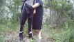 Pregled videozapisa