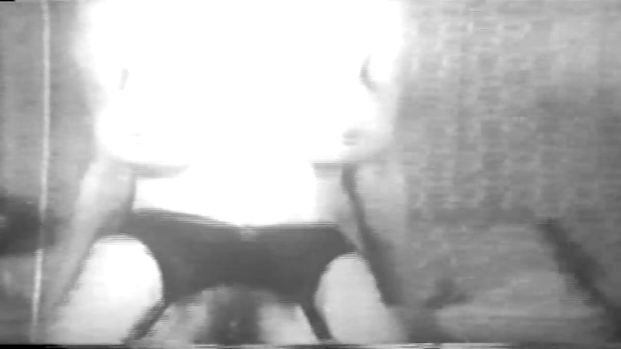 Kolut Old Tajmeri 03 3