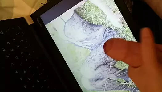 haraç