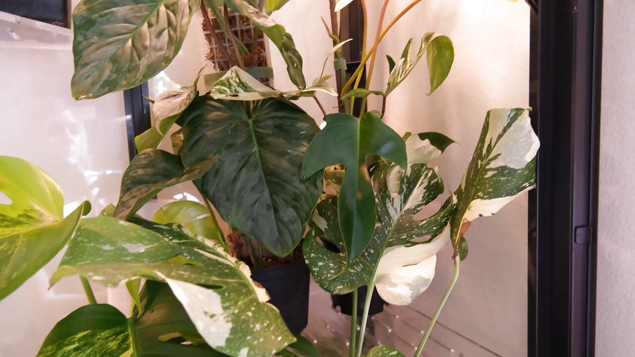 Moving My Plants Indoors