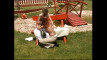 Pregled videozapisa